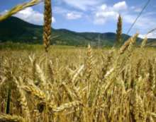 Wheat farm